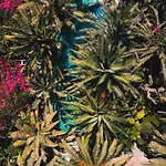 Ami Tai Deluxe -pet Lovers 费特希耶