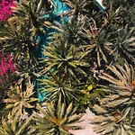 酒店 Ami Tai Deluxe -pet Lovers