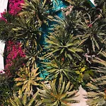 Ami Tai Deluxe -pet Lovers 费特希耶